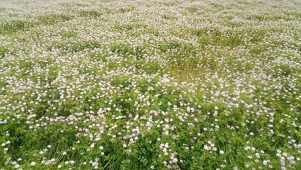 レンゲの畑 はーとの木の下で